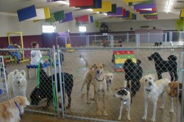 Best Dog Boarding in Ahmedabad