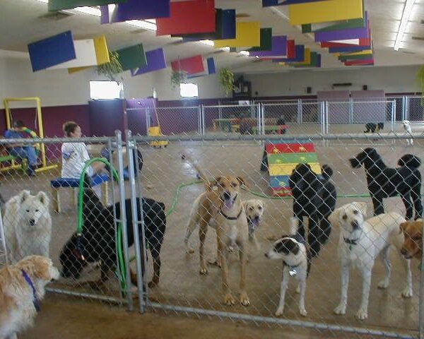 Best Dog Boarding in Ahmedabad