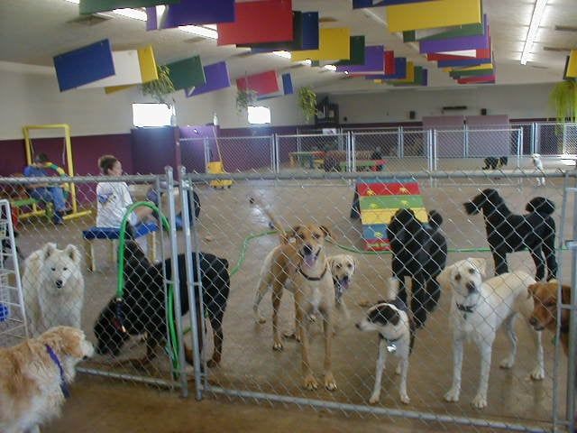 Best Dog Boarding in Ahmedabad